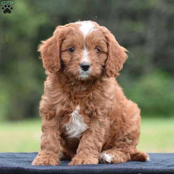 Jasper, Cavapoo Puppy